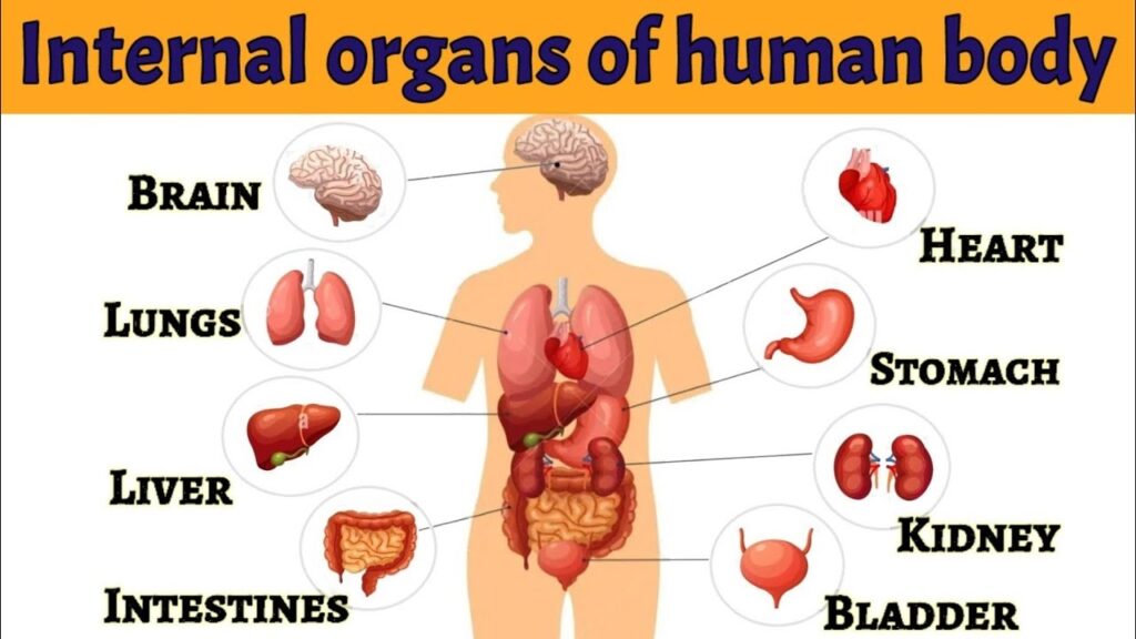 तुमच्या शरीराचे अवयव व त्याला निष्काळजीपणामुळे होणारे आजार..._ Anatomy of the Human Body