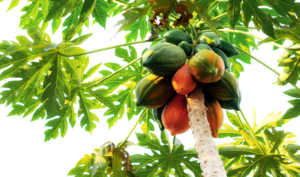 पपईची पाने,Papaya-leaf