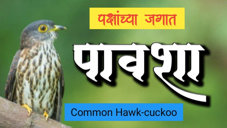 पशुपक्षांकडून मिळणारे पावसाचे पूर्वसंकेत