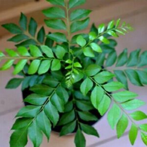 curry-leaf, कढीपत्ता