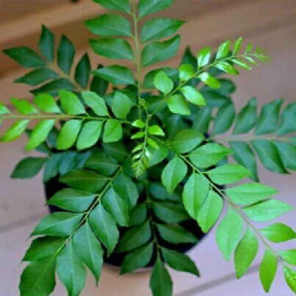 curry-leaf, कढीपत्ता